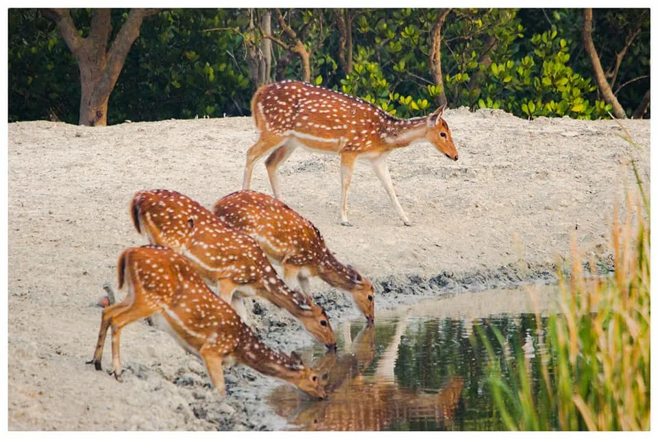Sundarban Royal Eco Resort, Sundarbans exterior view