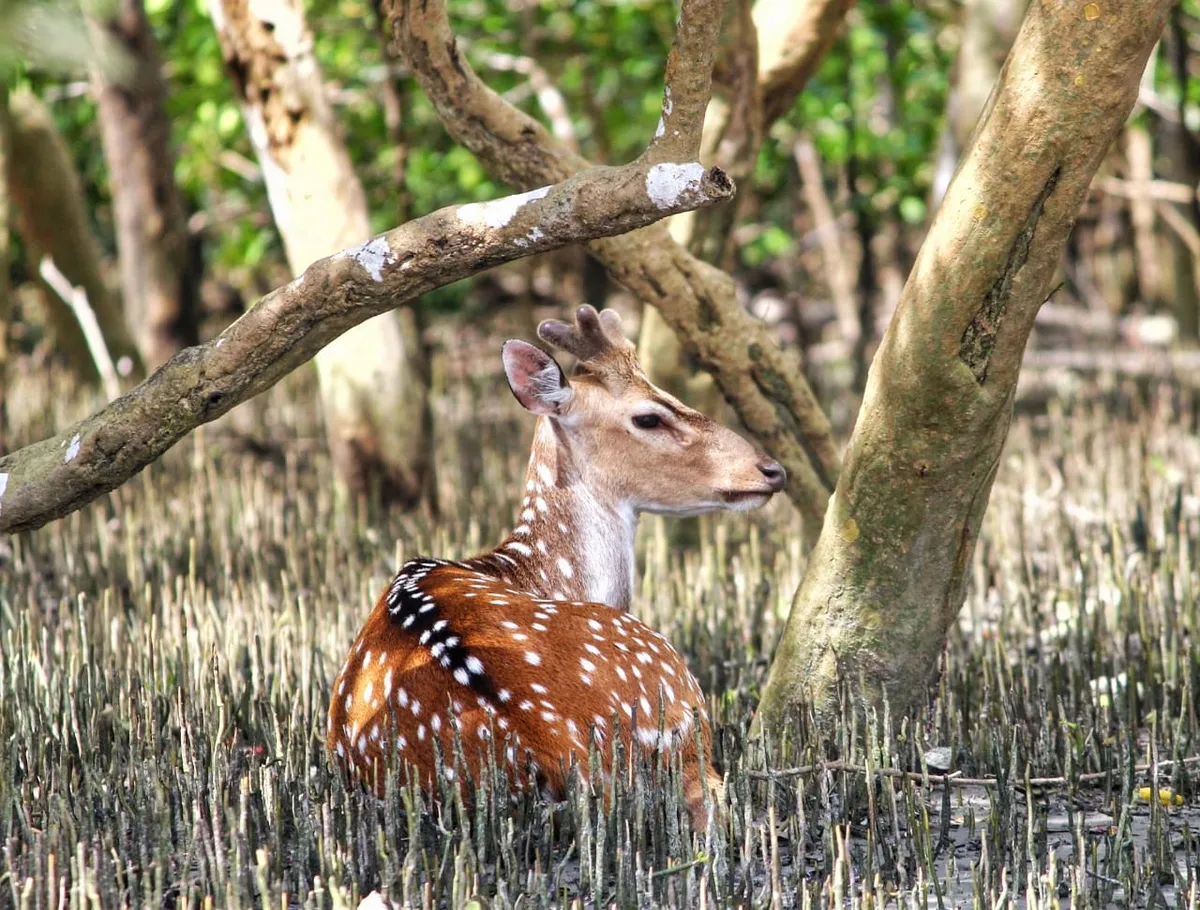 Sundarban Swarnamayee Resort, Sundarbans exterior view