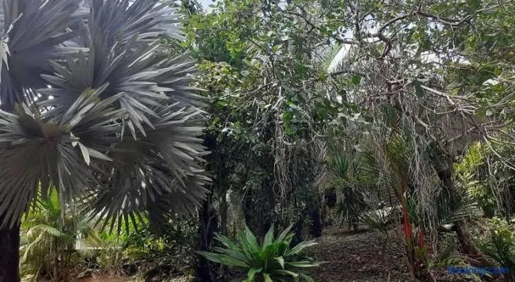 Éden, Cayenne interior view