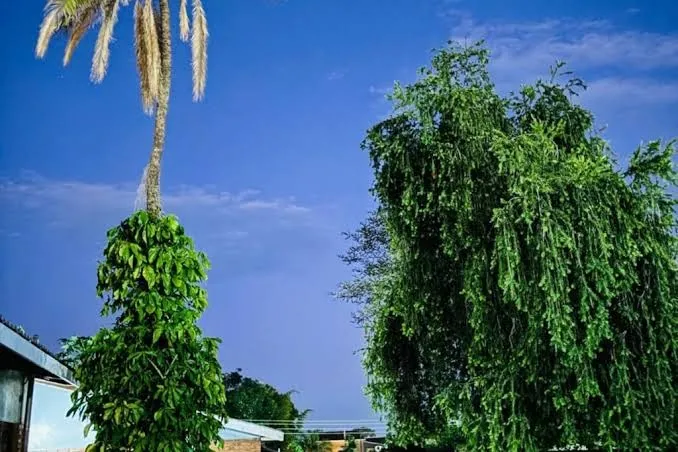 Giant apartments - Two-Bedroom Apartment, Lilongwe interior view