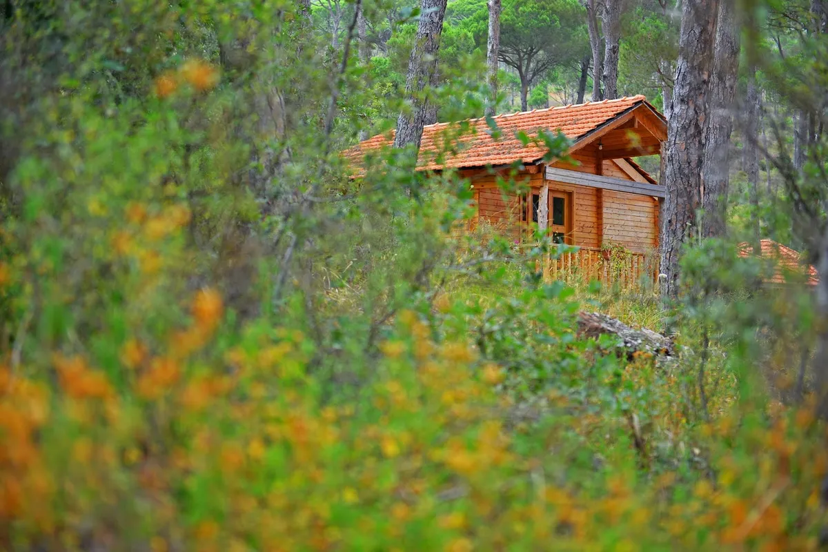 La Maison de la Forêt, Sidon interior view