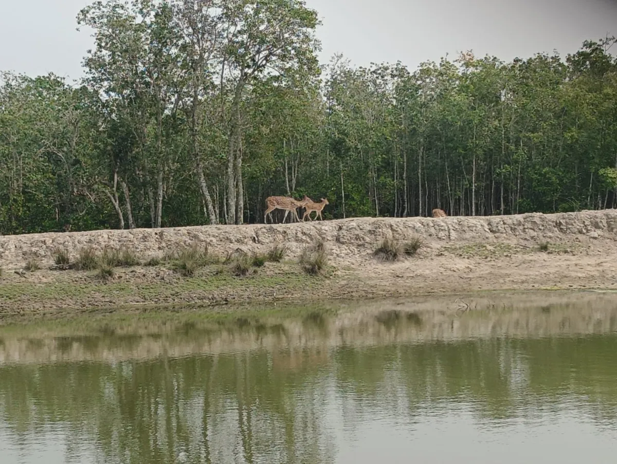 Sundarban Swarnamayee Resort, Sundarbans interior view